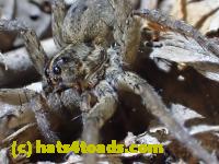 /home//u458753944/public_html/sourcegallery//Insects and small critters/spiders and kin (Arachnida)/P4280730.JPG